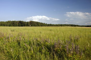 Vahşi çayır, orman ve gökyüzünde bulut