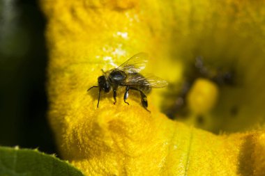 Kabak çiçek arıya