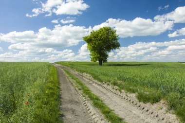 Toprak yol yeşil alanları ve yalnız bir ağaç