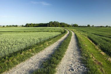 Orman alanlar arasında yol uzun