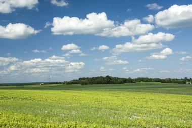 Sarı alan ve orman grove