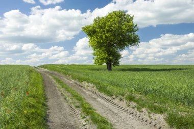 Toprak yol ve tek büyük ağaç