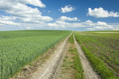 Uzun yol ve yeşil genç tahıl