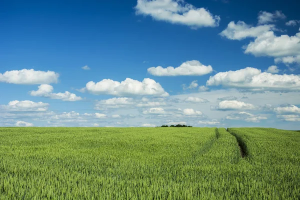 緑の穀物のフィールドとホイールのマーク — ストック写真