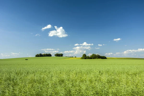 Büyük yeşil alan ve ağaç grubu