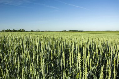 Yeşil buğday tarlası ve mavi gökyüzü