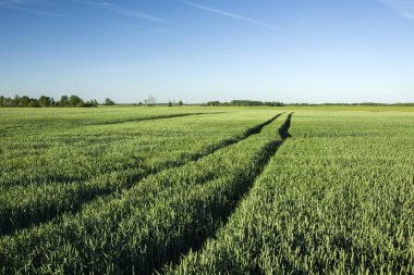 Tekerlek izleri yeşil buğday alanında