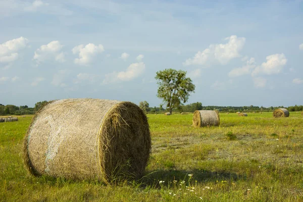 緑の草原と青い空に雲のベイル干し草 — ストック写真