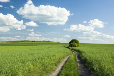 Yeşil kolza tohumu alanları ve uzun yol 