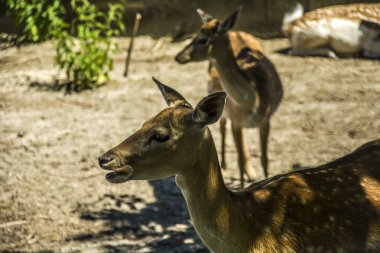 Vietnamca sika geyiği yemek