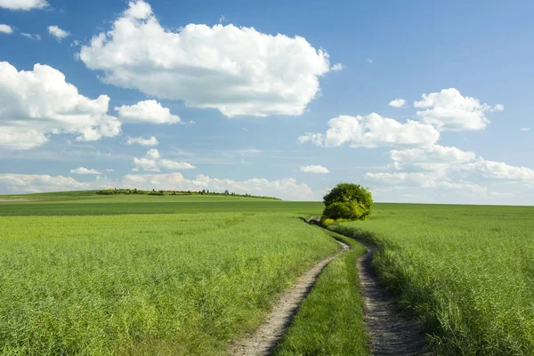 Yeşil kolza tohumu alanları ve uzun yol 