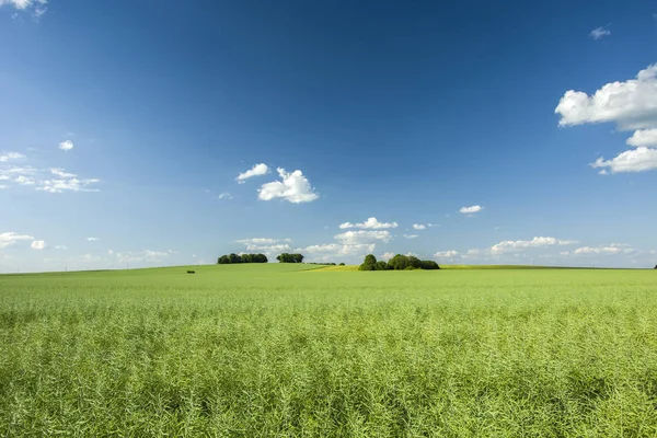 Stor Grøn Mark Blå Himmel - Stock-foto