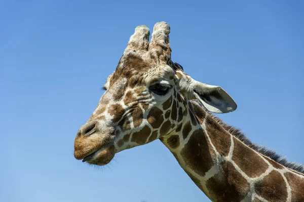 Cabeza Jirafa Con Cuello Fondo Del Cielo — Foto de Stock