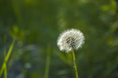Beyaz karahindiba tohum - arka plan