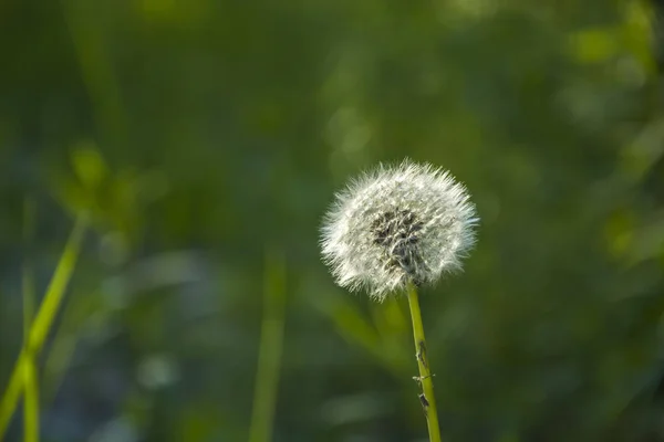 Weiße Löwenzahnsamen Hintergrund — Stockfoto