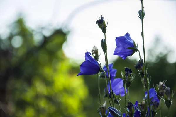 Flores Campanas Azules Prado —  Fotos de Stock