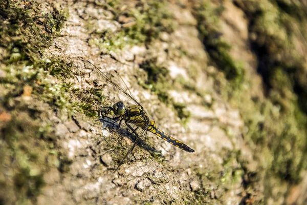 Μια Dragonfly Που Κάθεται Ένα Κορμό Δέντρου — Φωτογραφία Αρχείου