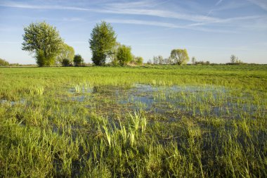 Islak meadows, ağaçlar ve mavi gökyüzü