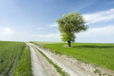 Kırsal kumlu yol, yeşil alanlar ve tek çiçekli ağaç