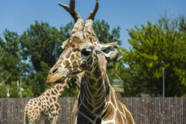 Giraffe's kafa görünümünü