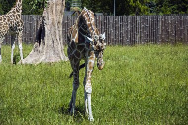 Zürafa indirdi kafa ile