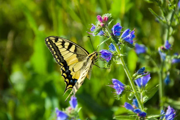 Бабочка Ласточка Цветке — стоковое фото