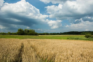 Tekerlek parça tahıl, orman ve bulutlar gökyüzünde bir alanda