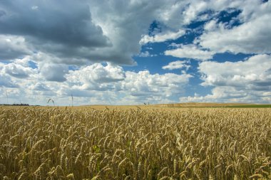 buğday alan ve bulutlar