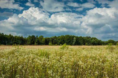 Çayır, orman ve gökyüzünde bulutlar beyaz çiçekler