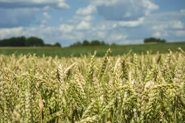 Öron Mognadslagrat Vete — Stockfoto