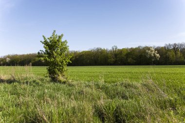 Çayır, orman ve mavi gökyüzünde küçük ağaç