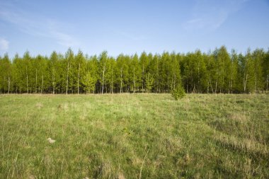 yeşil çayır, orman ve mavi gökyüzü