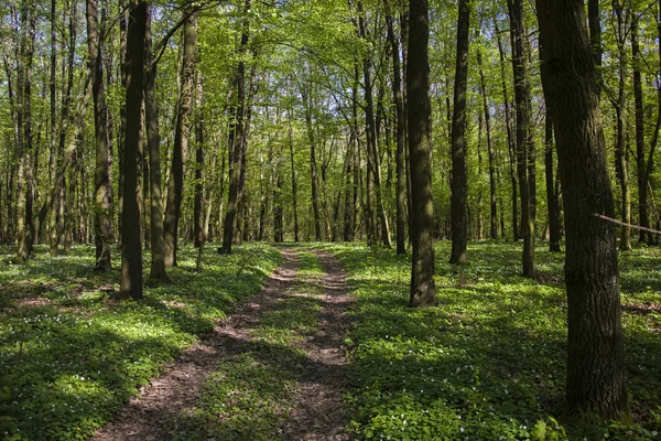 Дорога Зеленом Лесу Весенний Вид — стоковое фото