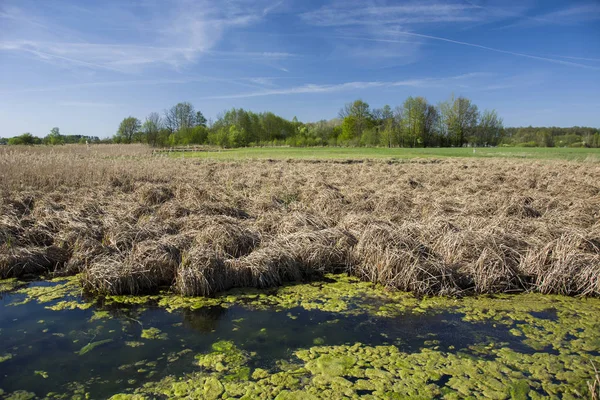 Marsh Suchych Traw Drzew Błękit Nieba — Zdjęcie stockowe