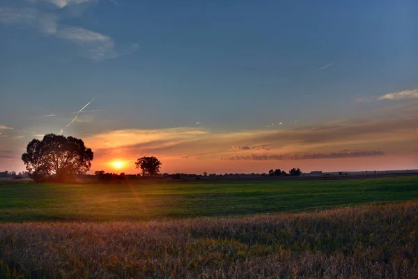 Campo Grano Prado Verde Puesta Sol — Foto de Stock