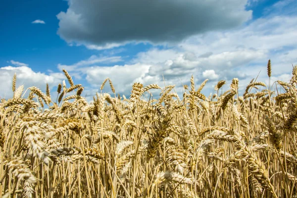 Vete Bakgrund Moln Och Himmel — Stockfoto