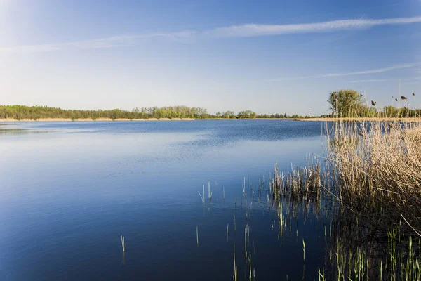 Cañas Secas Lago Azul — Foto de Stock