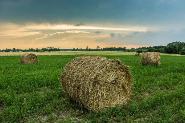 Runda Höbalar Grön Äng Vid Solnedgången — Stockfoto