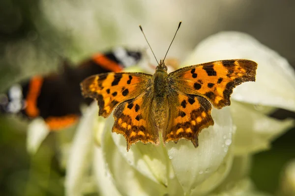 Polygonia Άλμπουμ Κόμμα Πεταλούδα — Φωτογραφία Αρχείου