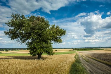 Tahıl ve köy yolunda yaprak döken ağaç