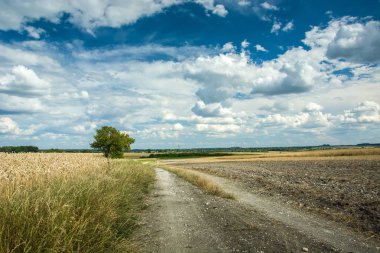 Yol alanlar, ağaç ve bulutlar gökyüzünde