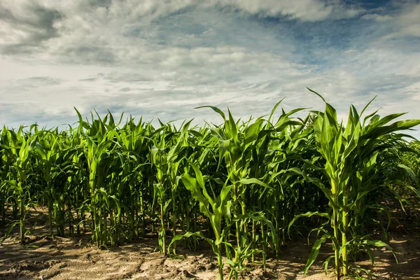 Maisfeld Und Graue Wolken Himmel — Stockfoto