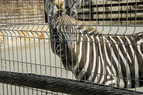 Einzelnes Zebra Hinter Dem Zaun — Stockfoto