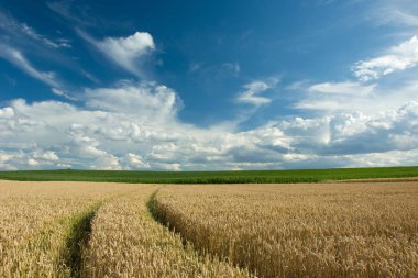 Tahıllar, yeşil çayır ve bulutlar gökyüzünde tekerleklerin izleri
