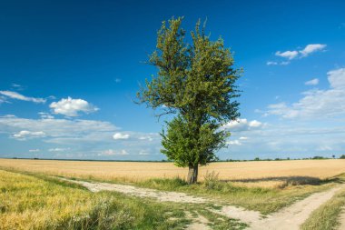 Yolun yanındaki alanda uzun ağaç