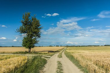 Yolun sahasının uzun yeşil ağaç