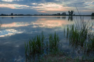 Göl kıyısında büyüyen sazlar