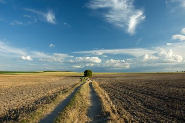 Road ile sürülmüş alanlar, ağaçlar ufukta bir grup ve 