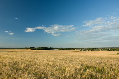 Arpa, ufuk ve mavi s bulutlarda orman alanı