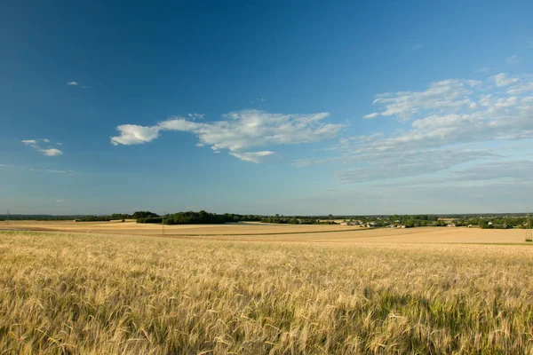 Arpa, ufuk ve mavi s bulutlarda orman alanı